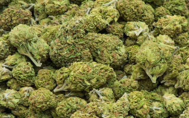 BC bud